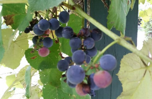 Purple and red grapes clustered on a green vine.