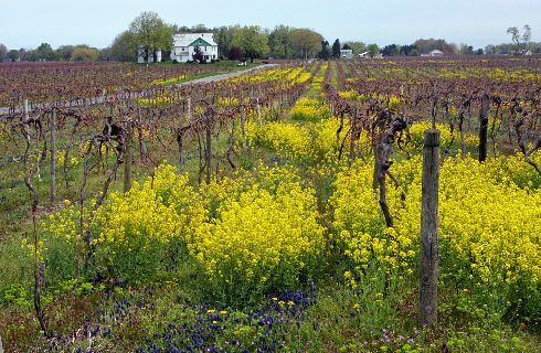 Vineyards with yellow flowers growing